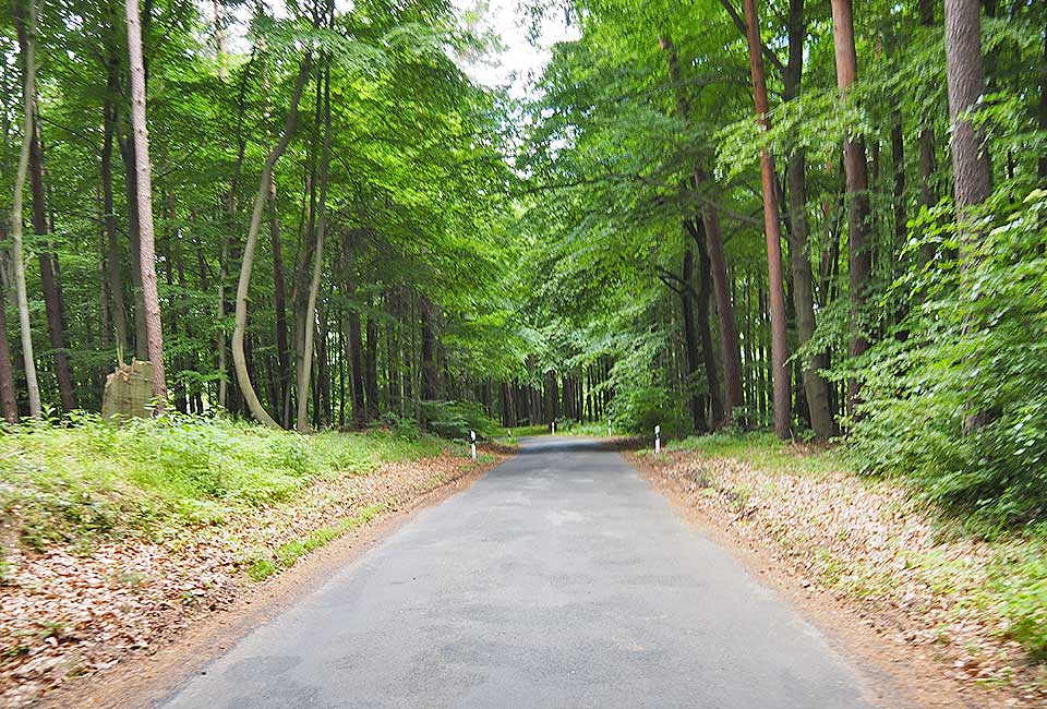 Radweg durch den Wald