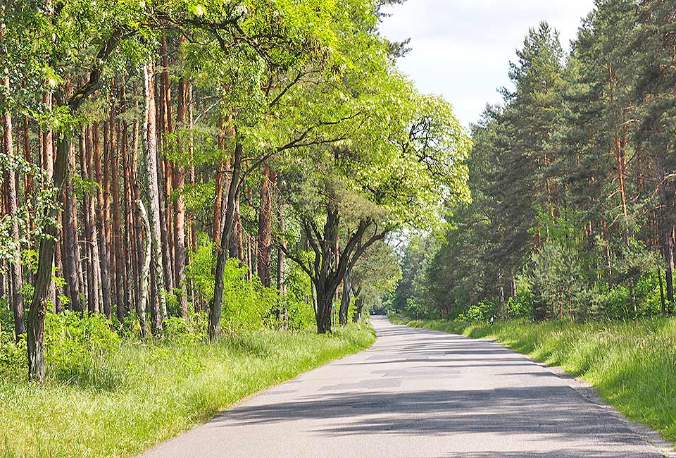 Radweg durch den Wald