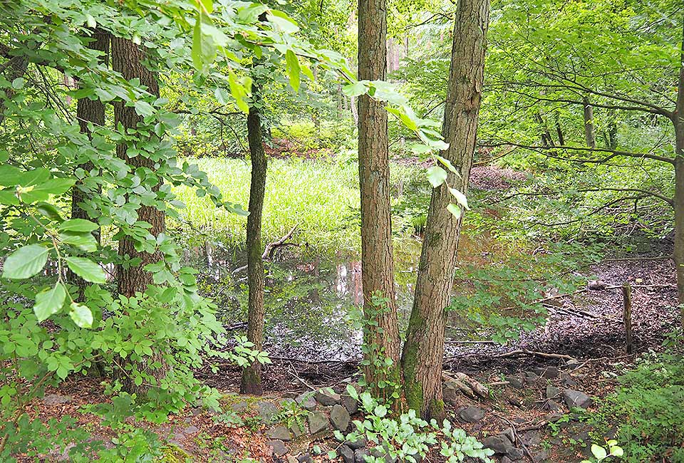 Kleine Tümpel im Wald Kleine Tümpel im Wald