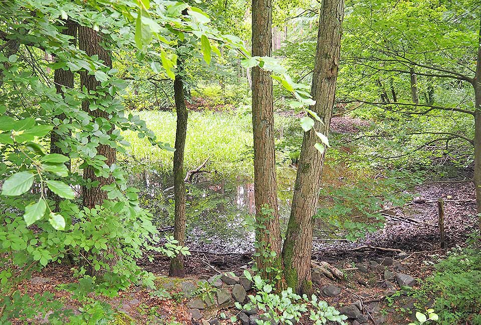 Kleine Tümpel im Wald