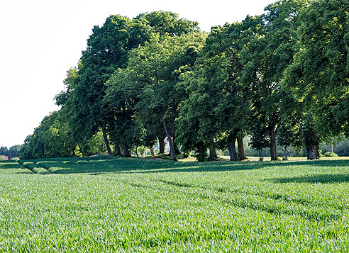 Durch eine Allee