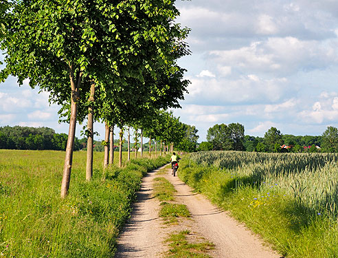 Nachwuchs-Allee