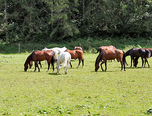 Pferdekoppel im "Wasserburger Tal"