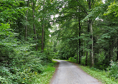 Wald im Schaichtal