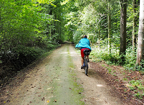 Im Wald bergauf