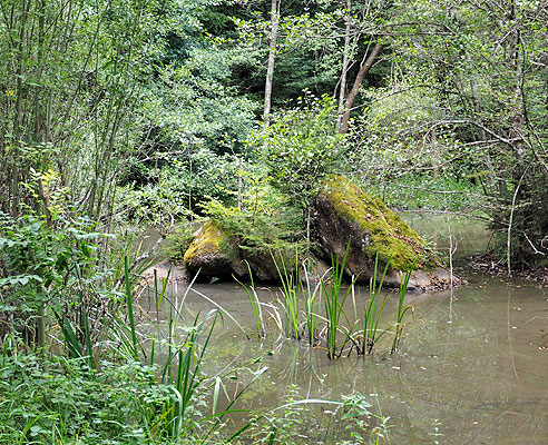 Wasserpflanzen im Schaichtal