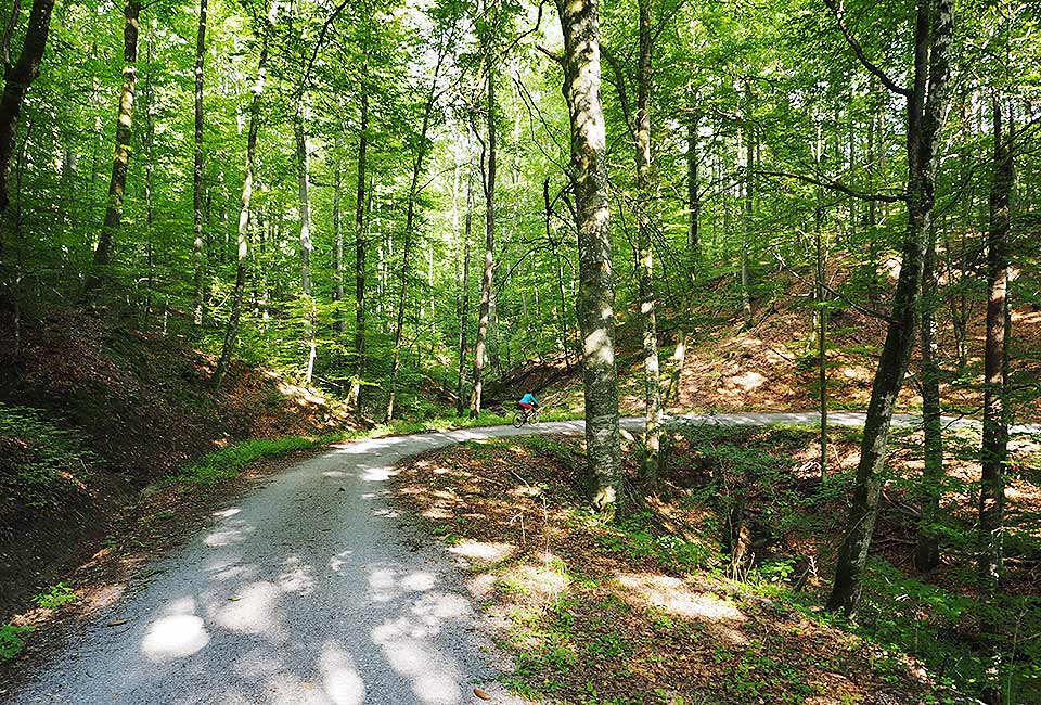 Bergab im Schönbuch