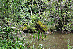 Wasserpflanzen im Schaichtal