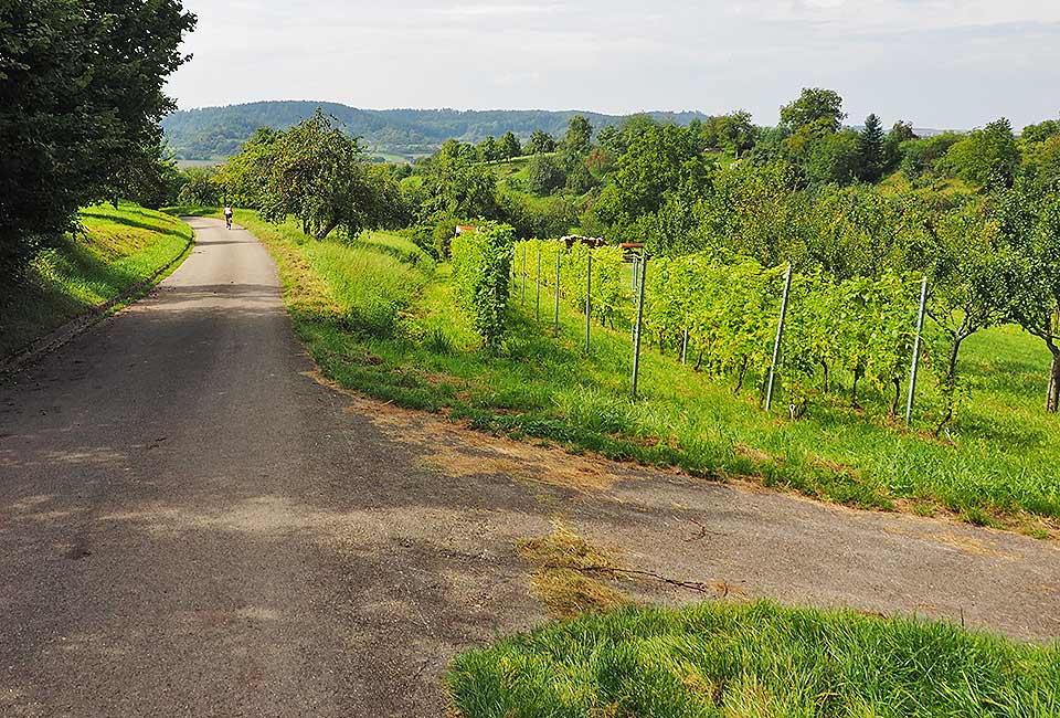 Erste Rebhänge bei Unterjesingen