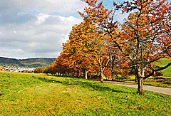 In einer Allee nach Gosheim