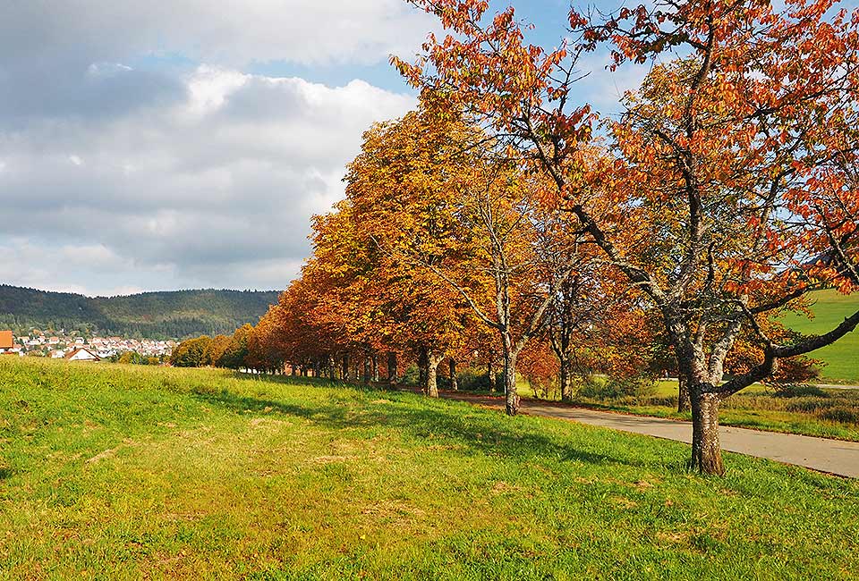 In einer Allee nach Gosheim