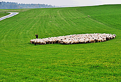 Schafherde zur Landschaftspflege