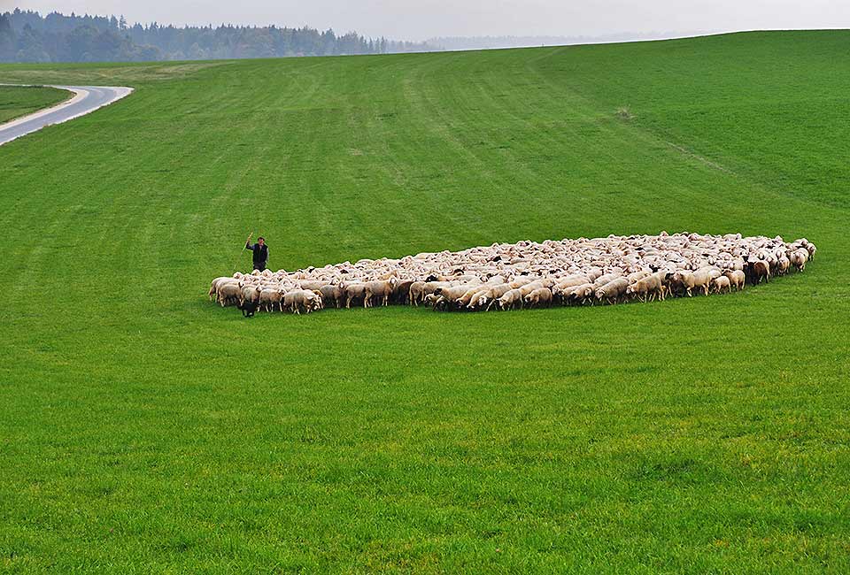 Schafherde zur Landschaftspflege