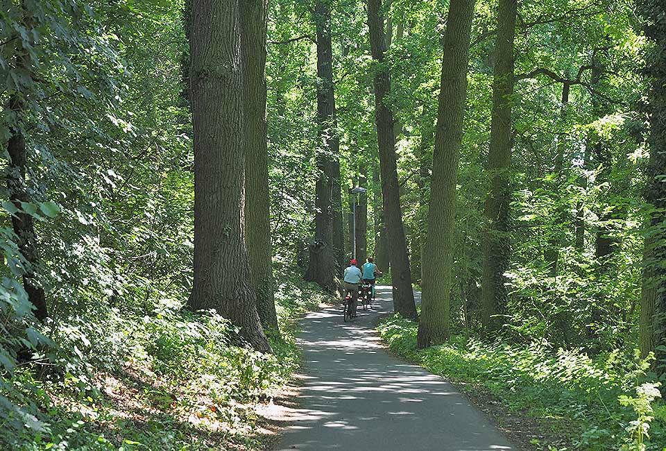 Radweg im Wald entlang der Regnitz