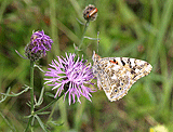 Schmetterlinge am Weg