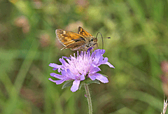 Schmetterlinge im Naturschutzgebiet