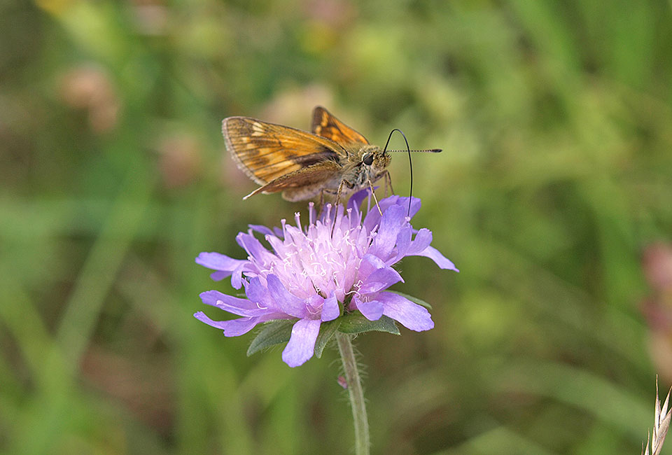 Schmetterlinge im Naturschutzgebiet Inntal