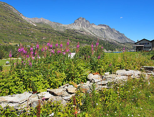 Blüten am Lunghin-See