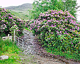 Rhododendren