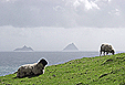 Blick auf die Skelligs