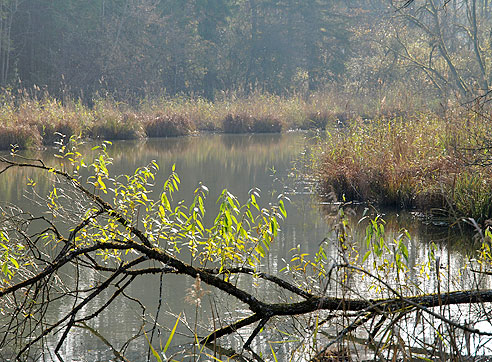 Bei den Altwassern der Isar