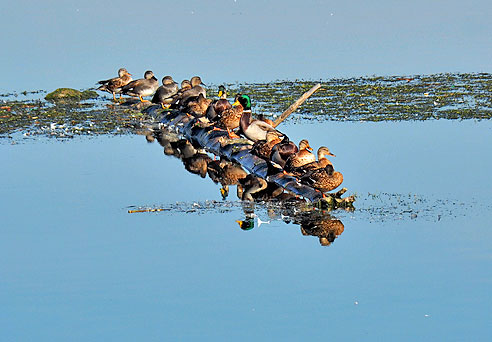 Entenbaum in der Isar