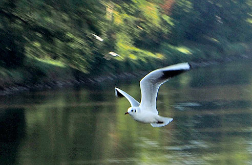 Flugsichere Möwen