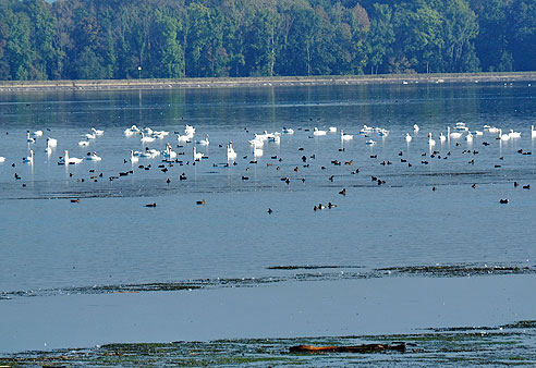 Zahlreiche Schwäne in der Stauseemitte