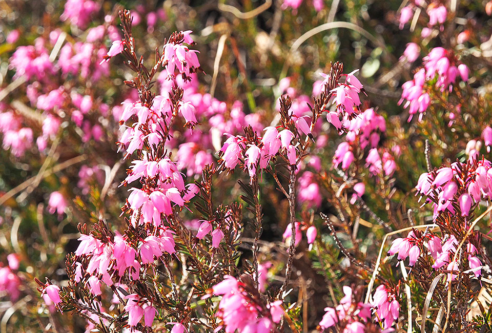 Heideblüte im Frühjahr