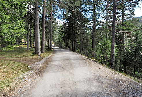 Anstieg auf Forstweg