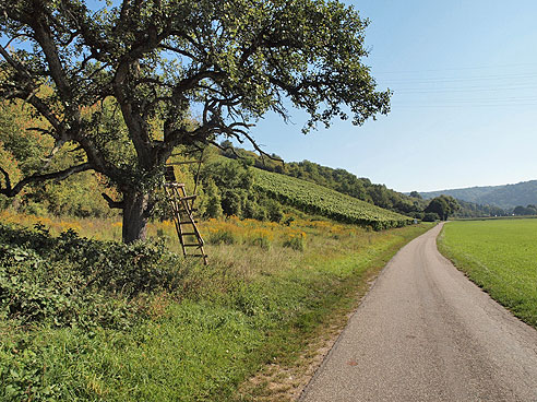 Weinberge im Jagsttal