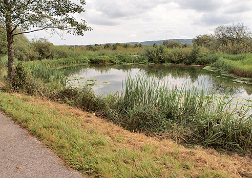 Naturschutz am Bucher Stausee