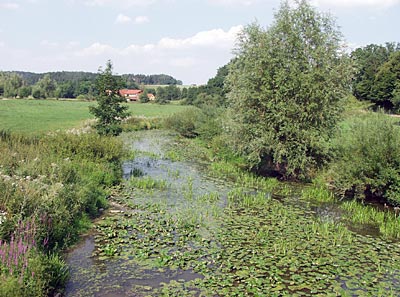 Seerosen in der Wörnitz