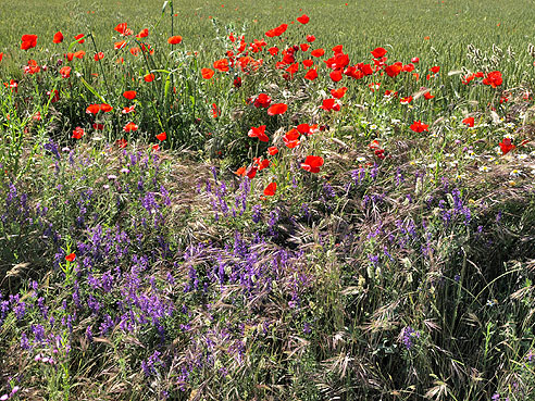 Blüten am Wegesrand