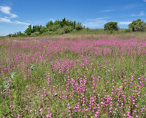 Blumenwiesen entstehen an landwirtschaftlich ungenutzten Stellen