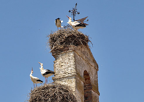 Störche in Villar de Mazarife