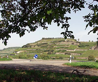 Der Kaiserstuhl ist immer im Blickfeld