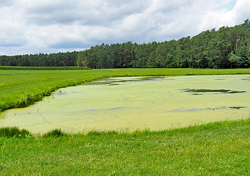 Viele Karpfenteiche