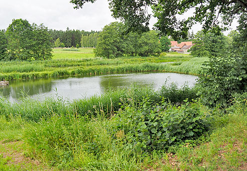 Zahlreiche Karpfenteiche