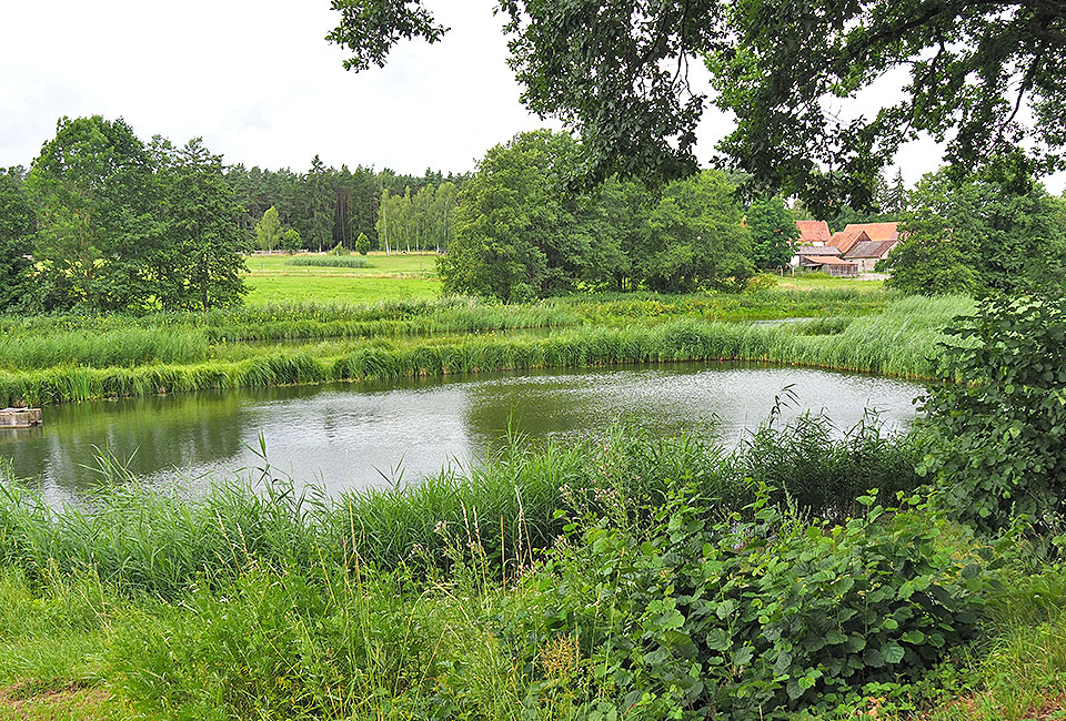 Zahlreiche Karpfenteiche