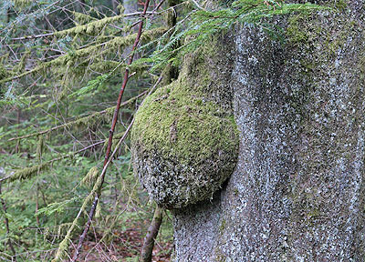 Eine Nase am Baum