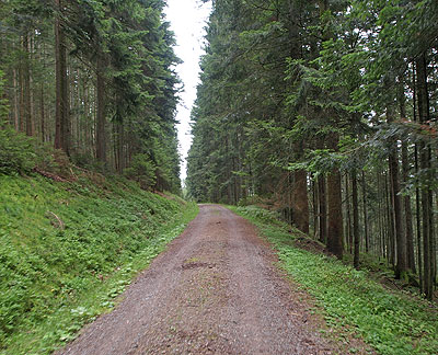 Schwarzwald pur