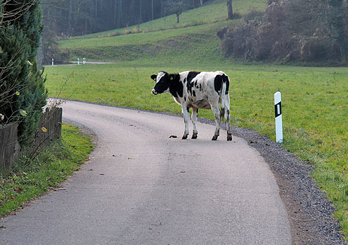 Ausgebüchste Kuh