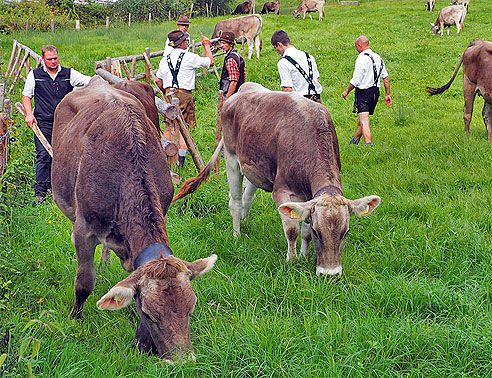 Almabtrieb am Alpsee