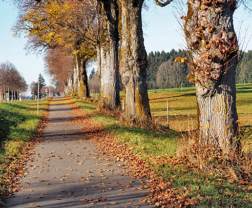 Allee vor Schönau