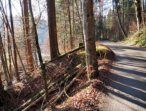 Hügelig geht es durch den Wald