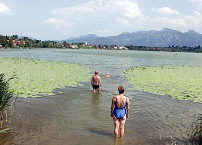 Bodensee-K&ouml;nigseeradweg: Der Hopfensee vor der Alpenkulisse