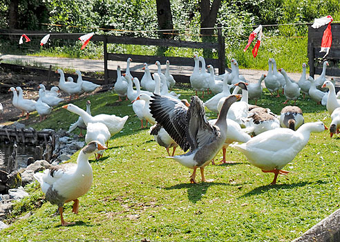 Biologisches Frühwarnsystem