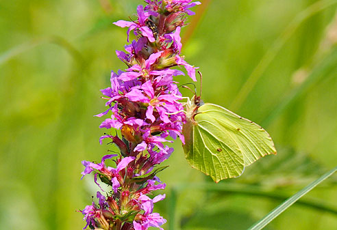 Grüne Schmetterlinge