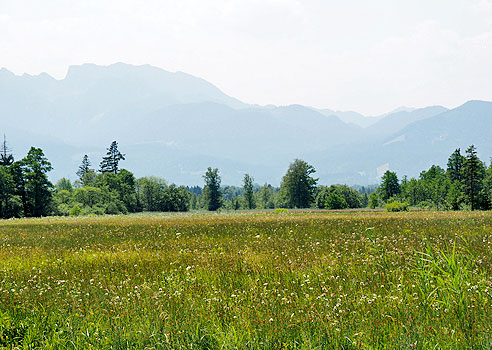 Sumpfwiesen an der Gaißach